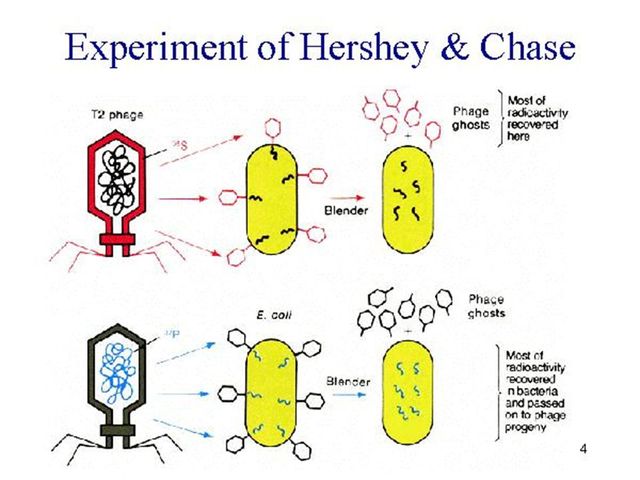 ADN Viral descubierto por Alfred Hershey y Martha Chase