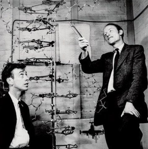 Watson y Crick descubren que el ADN es de doble helice