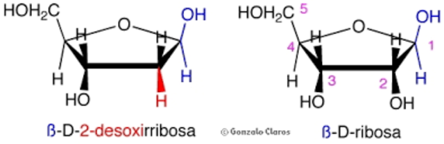 Phoebus Aaron Theodore Levene