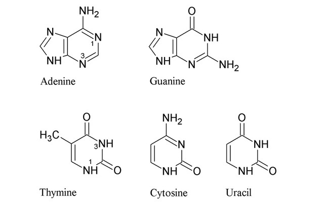 Albrecht Kossel. Bases nitrogenadas