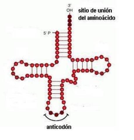 Hoagland y Zamecnick descubren que es el ARNt