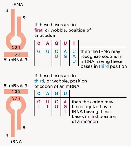 Balanceo codón-anticodón