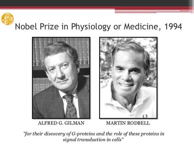 A. G. Gilman y M. Rodbel:"Descubren las proteínas G y su papel en la transducción de señales
