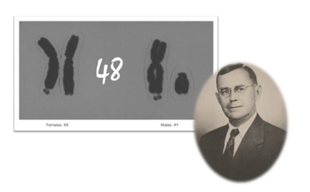 Theophilus Painter. 48 cromosomas