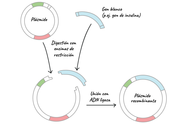 Primer ADN recombinante