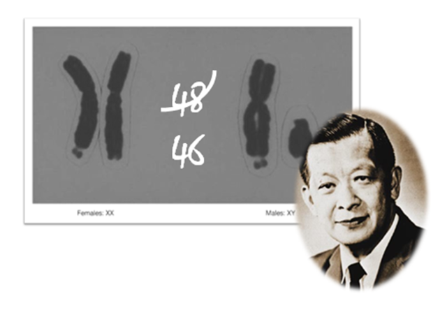 Joe Hin Tijo. 46 cromosomas