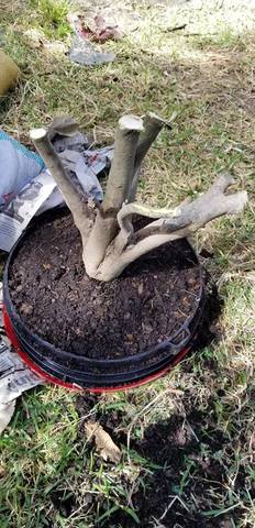 Modificación de bonsay