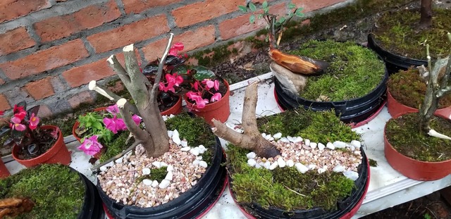 Decoración y elaboración de los bonsays restantes.