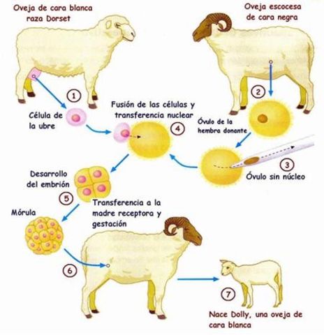 La oveja Dolly