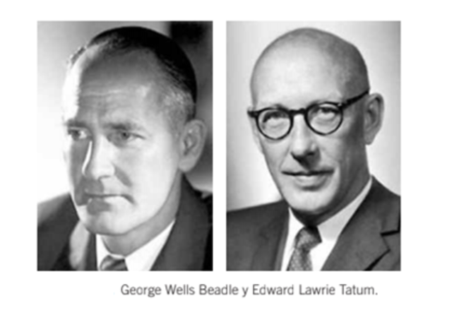 "Un gen, una enzima"