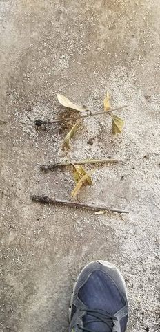 Revision de plantas de joyapa