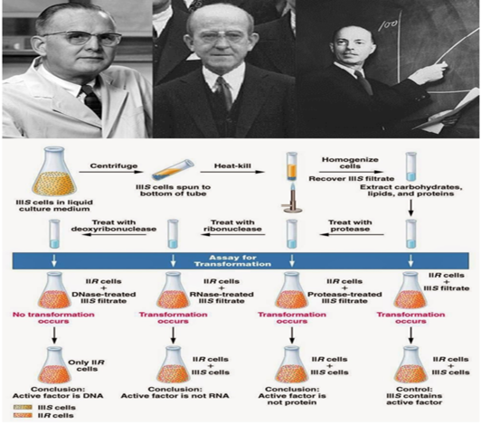 ADN, el principio transformador