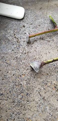 Preparación de sustratos a usar