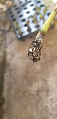 Revisión de plantas y riego