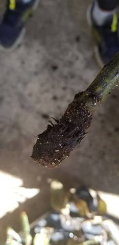 Revisión y conteo de plantas muertas