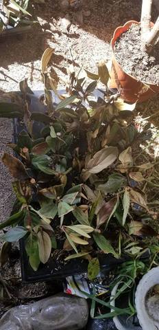 Revisión del proyecto final