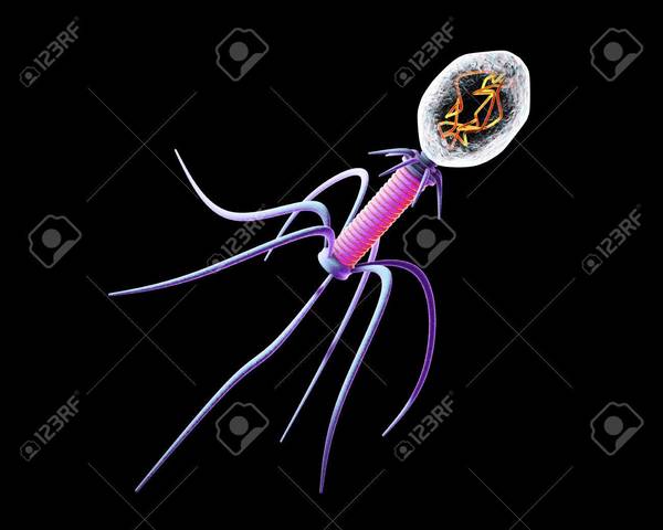 Descubrimiento de los bacteriofágos