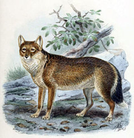 Guará (Dusicyon australis)