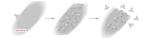 Experimentos de Hershey y Chase