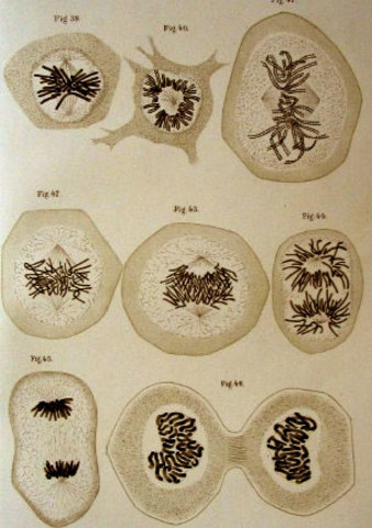 Técnicas de tinción de cromosomas