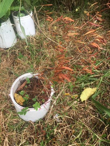 Muerte de la extracción