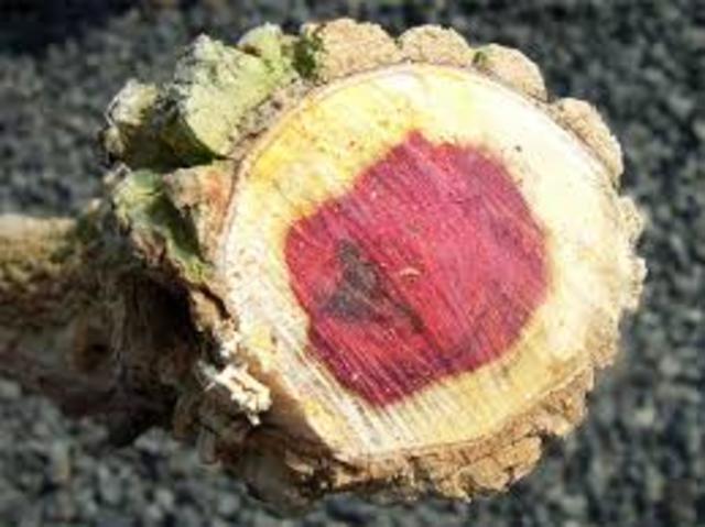 Inglaterra solicita a España permiso para cortar palo de tinte en la Ribera del Río Hondo