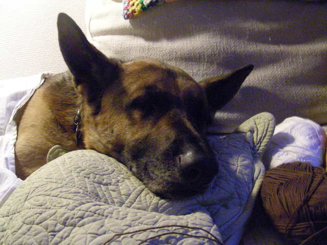 Quan va arribar el meu gos