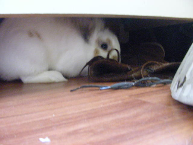 Quan va arribar el meu conill