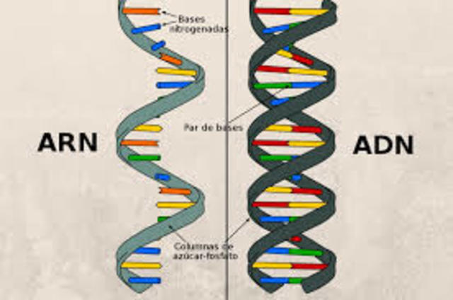 ADN de animales y ARN de plantas.