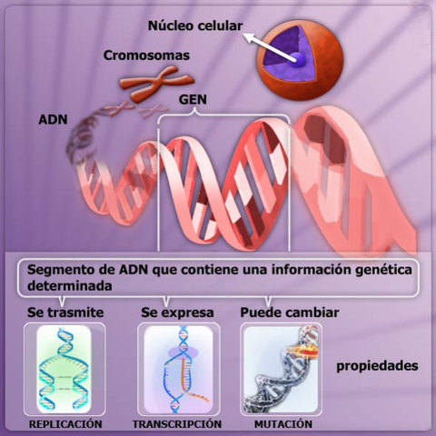 ADN responsable de caracteres hereditarios.