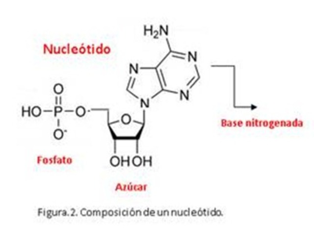 Estructura y función de ácidos nucleicos
