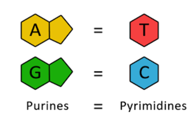 A + G = C + T.