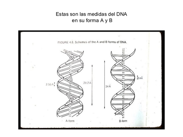 Se descubren dos clases de ADN: A y B