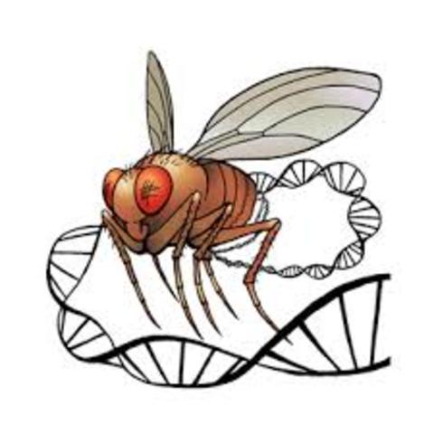 Descubrimiento y clasificación de caracteres considerados ligados al sexo/genero