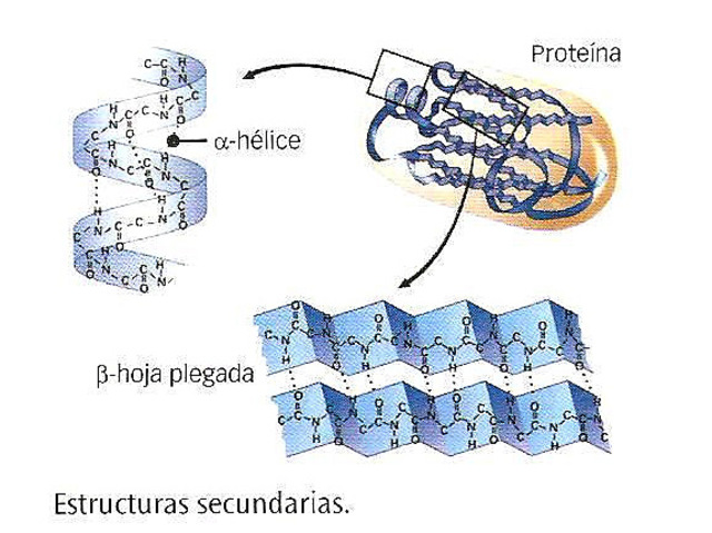 Hélice α y hojas β de las proteinas.