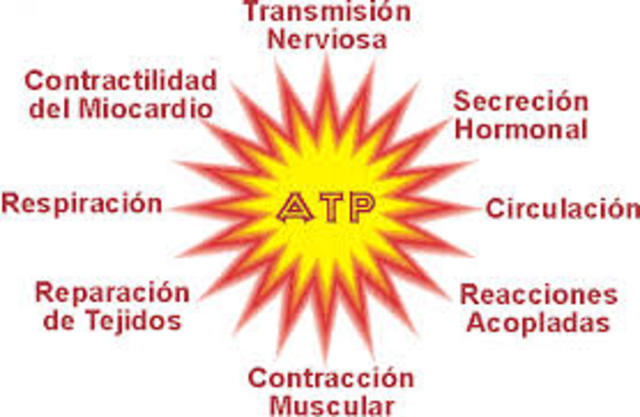 ATP como fuente de energía