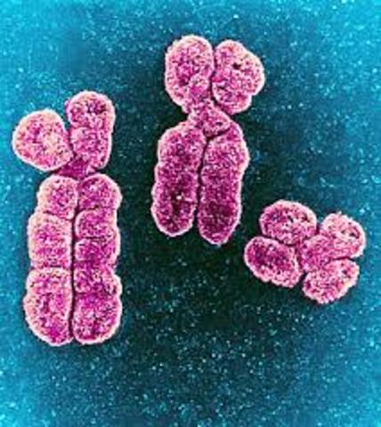 Revelacion del ADN usando Fucsina