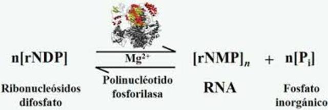 Se descubre el polinucleotido fosforilasa y el ARN es sintetizado.