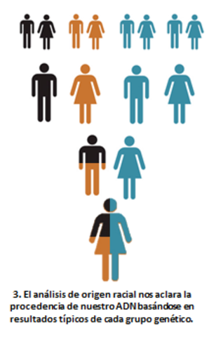 ADN permite la herencia