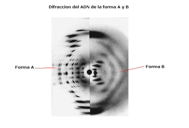 ADN es una fibra periódica