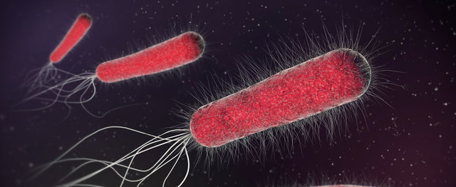 E.coli y mutaciones