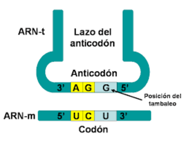 Hipotesis codón-anticodón