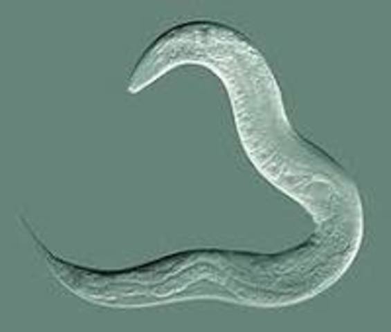 Caenorhabditis elegans.