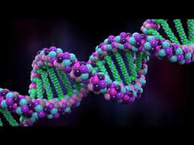 El ADN como fibra periodica