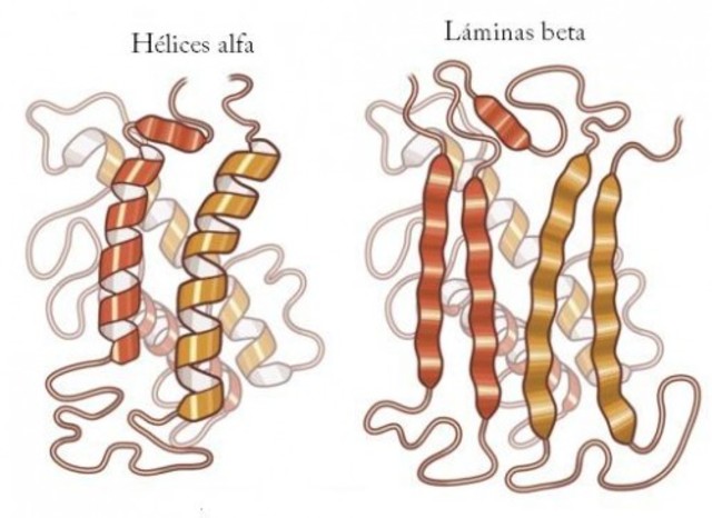Hélice alfa y hojas beta