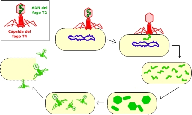 ADN: el portador del material genético.