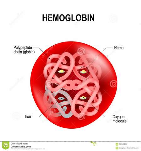 Estructura Hemoglobina