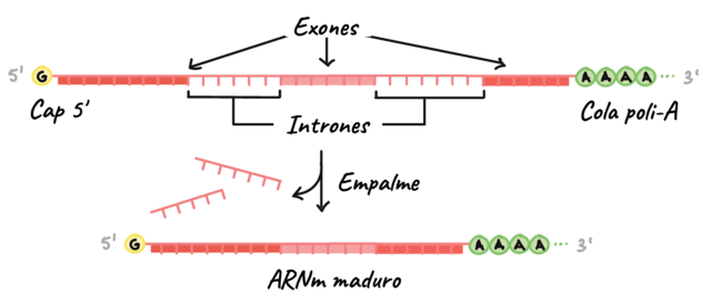 Formulación de ARNm