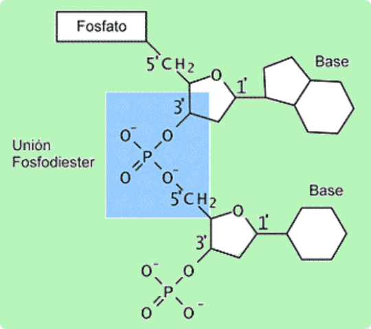 Enlaces fosfodiéster