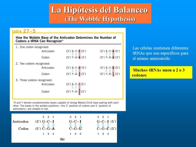 Balanceo entre codones y anti-codones